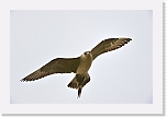 merikihu  Arctic Skua 0242 * 1352 x 900 * (393KB)